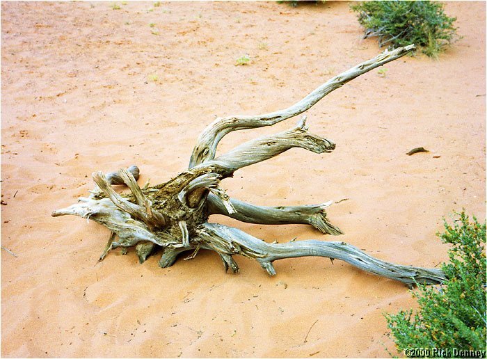 driftwoodatdoublearcharchesnputah2001.jpg