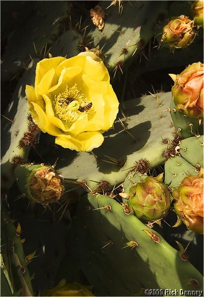 cactusflowermissionsanjose2004.jpg