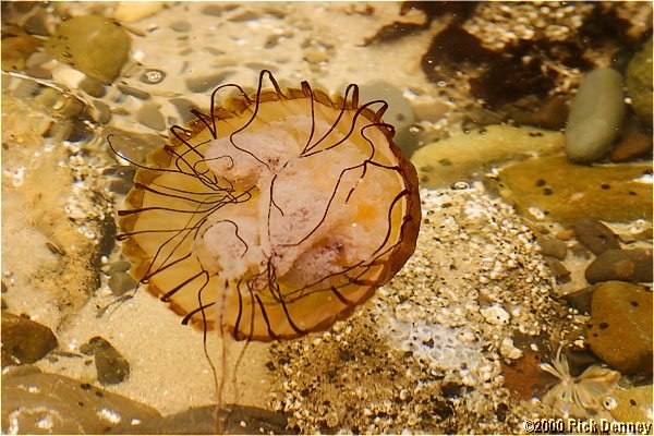 jellyfish2nehalembay2003.jpg